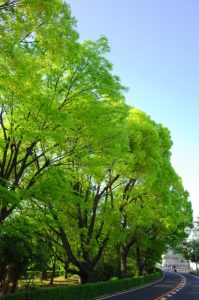 青空の下、新緑が美しい街路樹